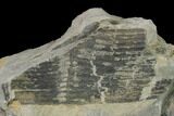 Pennsylvanian Horsetail (Calamites) Fossil - Kentucky #154737-1